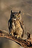 Great Horned Owl