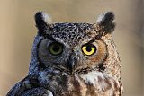 Great Horned Owlborder=