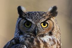 Great Horned Owl