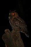 Great Horned Owl