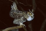 Great Horned Owl