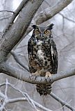 Great Horned Owl