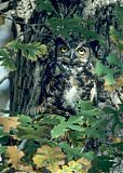 Great Horned Owl