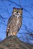 Great Horned Owlborder=