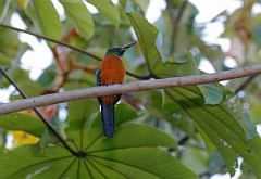 Great Jacamar