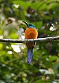 Great Jacamar Great Jacamar