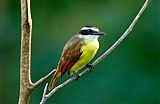 Great Kiskadee