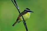 Great Kiskadee