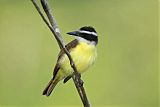 Great Kiskadee