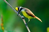 Great Kiskadee