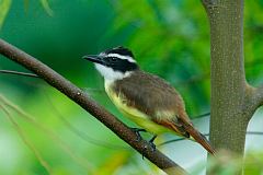 Great Kiskadee