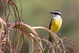 Great Kiskadee