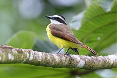 Great Kiskadee