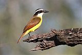 Great Kiskadee