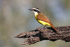 Great Kiskadee