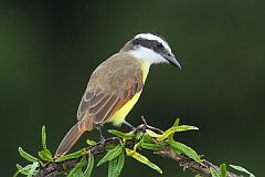 Great Kiskadee