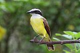 Great Kiskadee