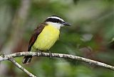 Great Kiskadee