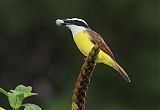 Great Kiskadee