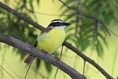 Great Kiskadee