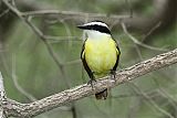 Great Kiskadee