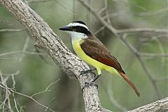 Great Kiskadee