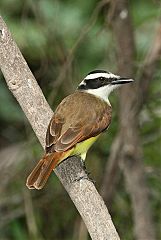 Great Kiskadee