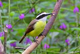 Great Kiskadee