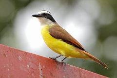 Great Kiskadee