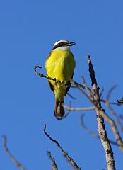 Great Kiskadee