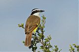 Great Kiskadee