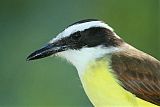 Great Kiskadee