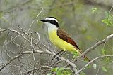 Great Kiskadee