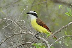 Great Kiskadee