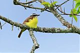 Great Kiskadee