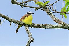 Great Kiskadee