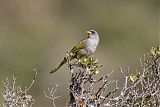 Great Pampa-Finch