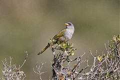Great Pampa-Finch
