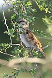 Great Rufous Sparrow