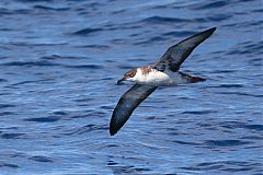 Great Shearwater