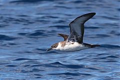 Great Shearwater