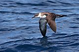 Great Shearwater