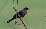 Great Thrush