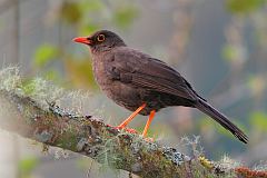 Great Thrush