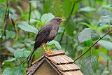 Great Thrush