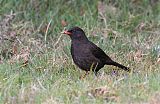 Great Thrush