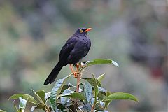 Great Thrush
