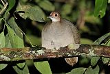 Great Tinamou