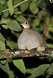 Great Tinamou