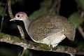 Great Tinamou